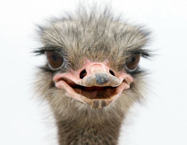 The world’s most unusual birds - Sputnik International
