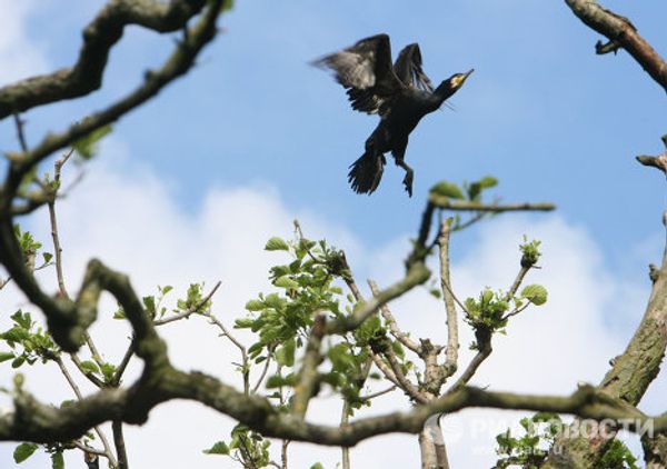 The world’s most unusual birds - Sputnik International