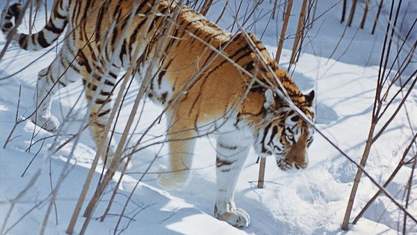 At the last count in 2004/5 the number of Siberian tigers, the world's largest cats, were stable at more than 450, having previously been on the brink of extinction. - Sputnik International