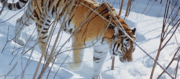 At the last count in 2004/5 the number of Siberian tigers, the world's largest cats, were stable at more than 450, having previously been on the brink of extinction. At the last count in 2004/5 the number of Siberian tigers, the world's largest cats, were stable at more than 450, having previously been on the brink of extinction. - Sputnik International