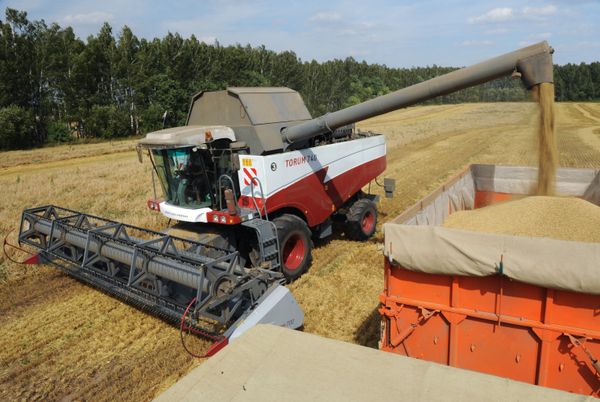 Third of Russian grain crop destroyed by drought - Sputnik International