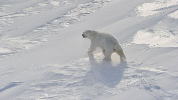 Polar bear census could cost Russia $60 million - Sputnik International