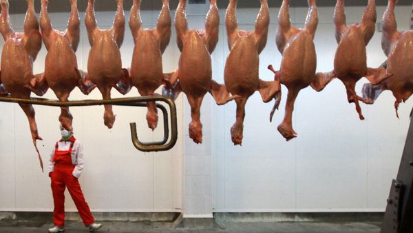 Thorough cooking of chicken kills the bug, however it is the most common form of food poisoning in the UK, considered responsible for more than 280,000 cases of food poisoning each year and an estimated 100 deaths. - Sputnik International