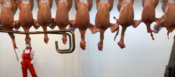 Thorough cooking of chicken kills the bug, however it is the most common form of food poisoning in the UK, considered responsible for more than 280,000 cases of food poisoning each year and an estimated 100 deaths. - Sputnik International