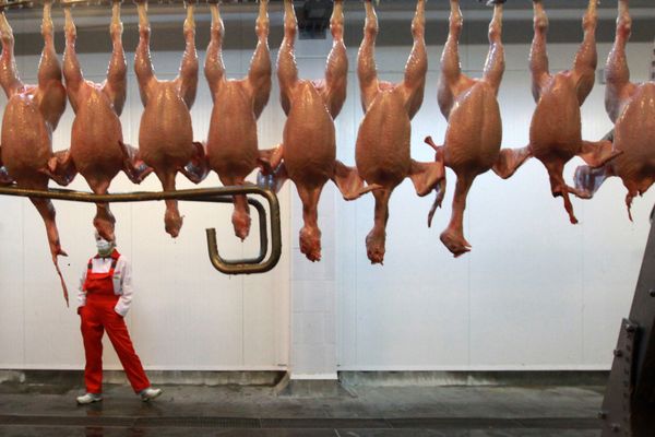 Russia can do without poultry imports in 2011 - Sputnik International