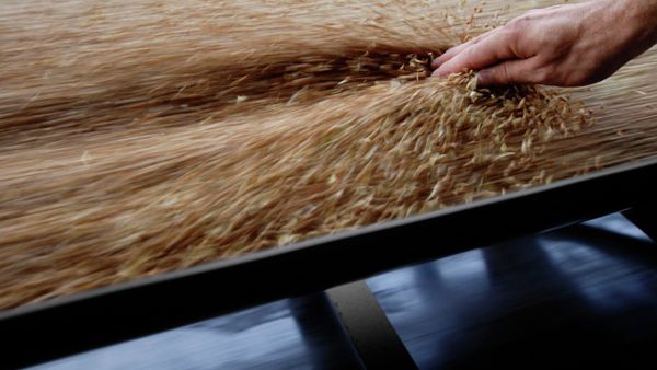 Grain - Sputnik International