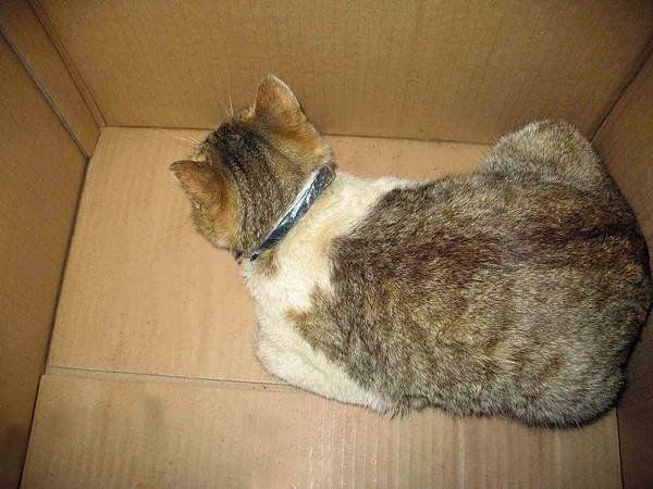 The inmate, kept in a jail in Russia's Volga Republic of Tatarstan, trained and tamed one of the prison's cats so that it could bring him drugs - Sputnik International