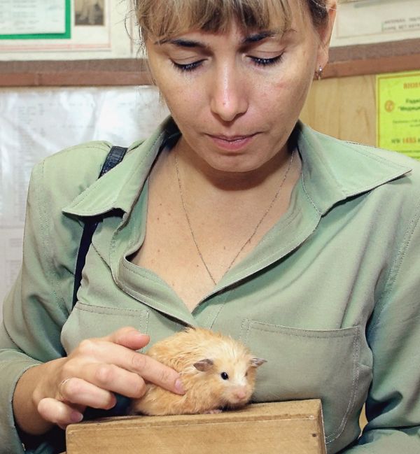 Guinea pig Guinea pig - Sputnik International