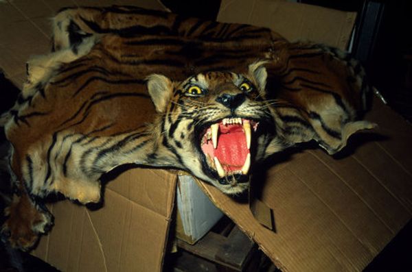 Skin, miracle cures, amulets - what tigers are killed for - Sputnik International
