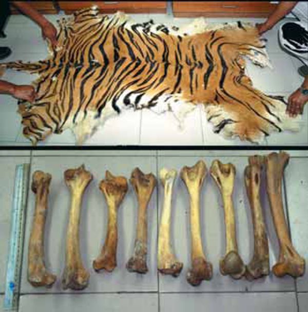 Skin, miracle cures, amulets - what tigers are killed for - Sputnik International