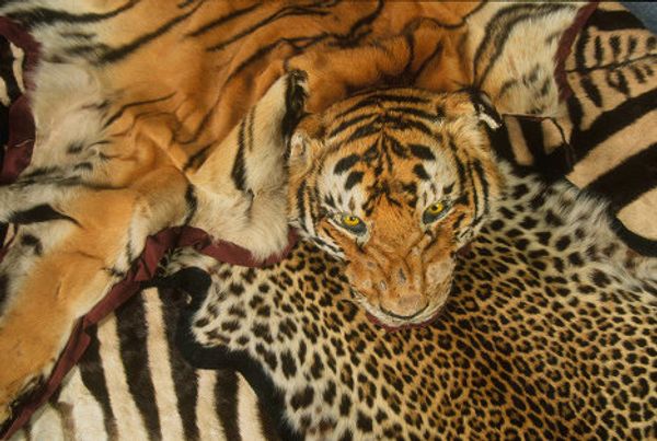 Skin, miracle cures, amulets - what tigers are killed for - Sputnik International