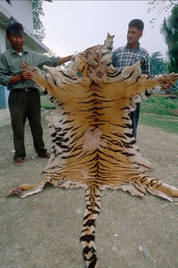 Skin, miracle cures, amulets - what tigers are killed for - Sputnik International