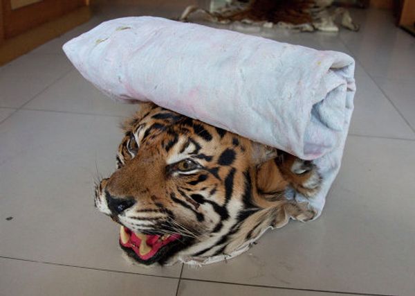 Skin, miracle cures, amulets - what tigers are killed for - Sputnik International