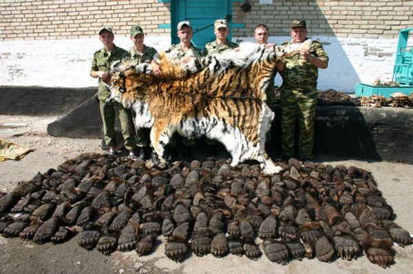 Skin, miracle cures, amulets - what tigers are killed for - Sputnik International