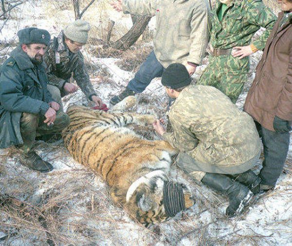 Skin, miracle cures, amulets - what tigers are killed for - Sputnik International
