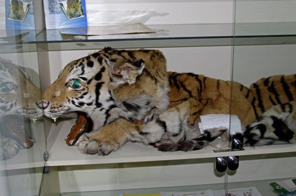 Skin, miracle cures, amulets - what tigers are killed for - Sputnik International