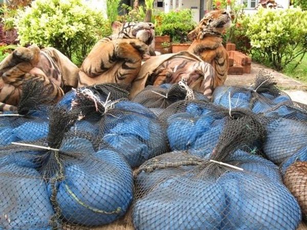 Skin, miracle cures, amulets - what tigers are killed for - Sputnik International
