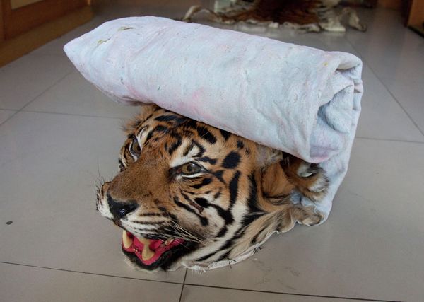Skin, miracle cures, amulets - what tigers are killed for - Sputnik International