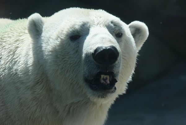 Moscow polar bear shooting unconfirmed - zoo Moscow polar bear shooting unconfirmed - zoo - Sputnik International