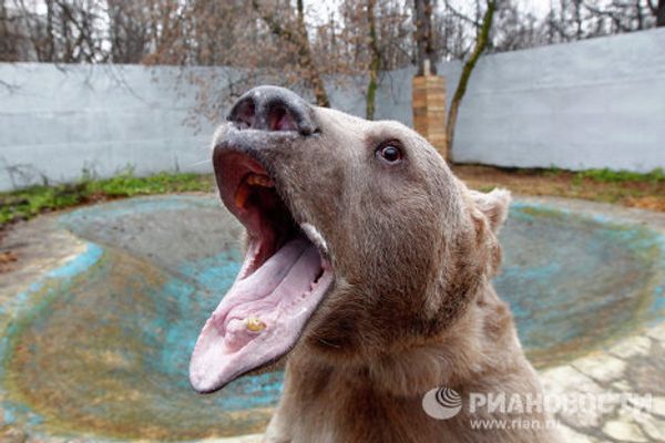 Stepan the superstar bear - Sputnik International