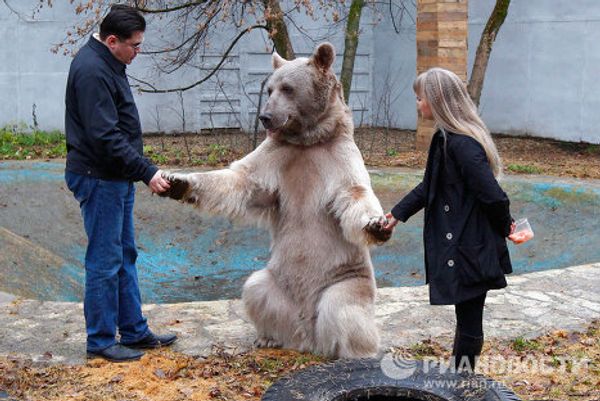 Stepan the superstar bear - Sputnik International