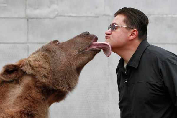 Stepan the superstar bear - Sputnik International