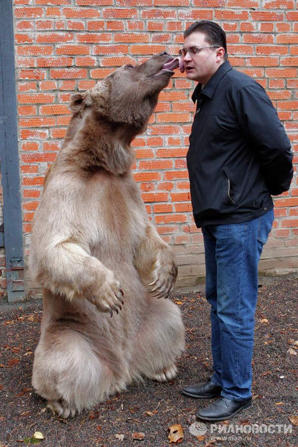 Stepan the superstar bear - Sputnik International