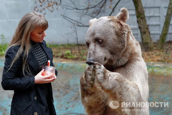 Stepan the superstar bear - Sputnik International