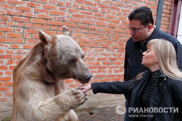 Stepan the superstar bear - Sputnik International