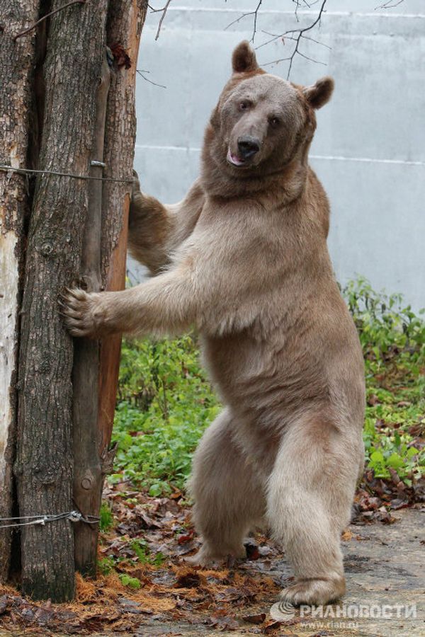 Stepan the superstar bear - Sputnik International