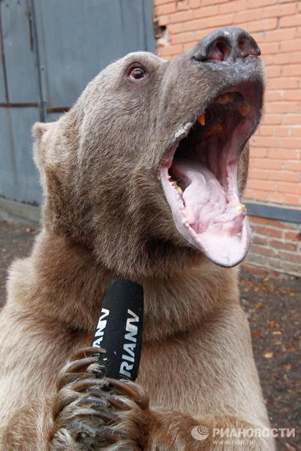 Stepan the superstar bear - Sputnik International