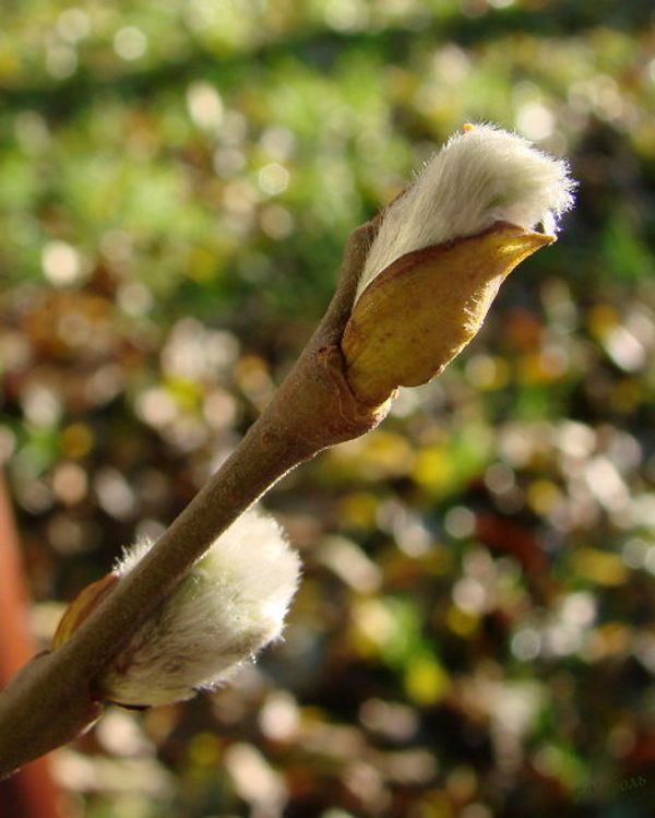 Blossoming willow in autumn and other natural phenomena  - Sputnik International