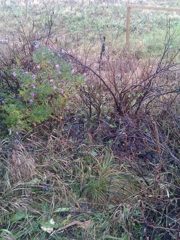 Blossoming willow in autumn and other natural phenomena  - Sputnik International