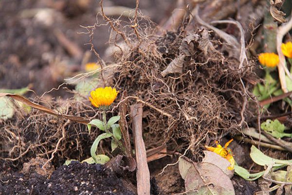 Blossoming willow in autumn and other natural phenomena  - Sputnik International