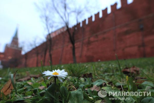 Blossoming willow in autumn and other natural phenomena  - Sputnik International