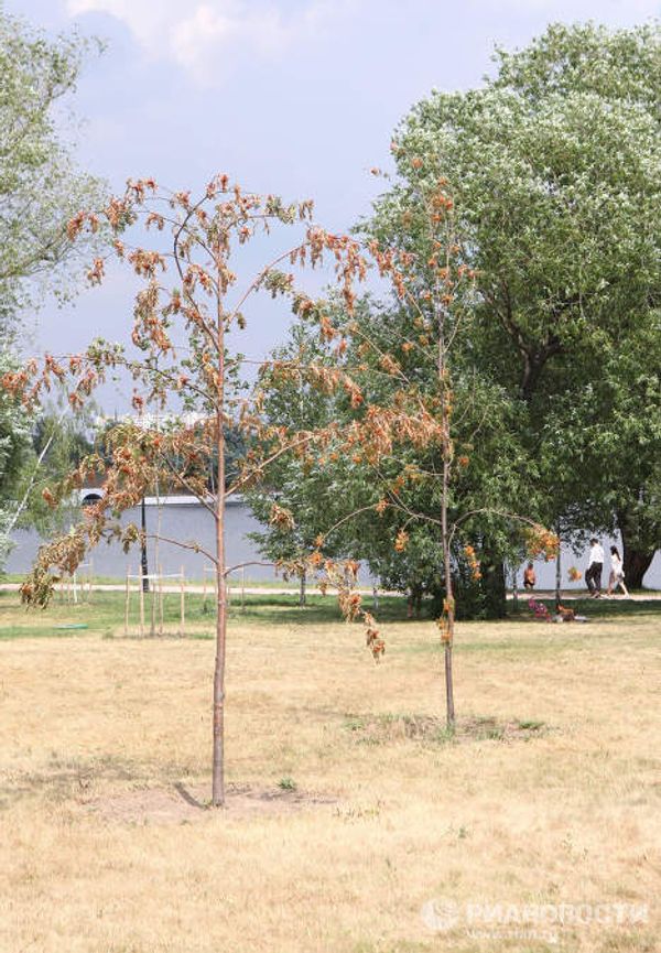 Blossoming willow in autumn and other natural phenomena  - Sputnik International