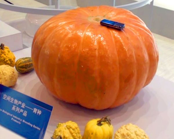“Space” vegetables: More tasty and healthful than “Earth” vegetables? - Sputnik International