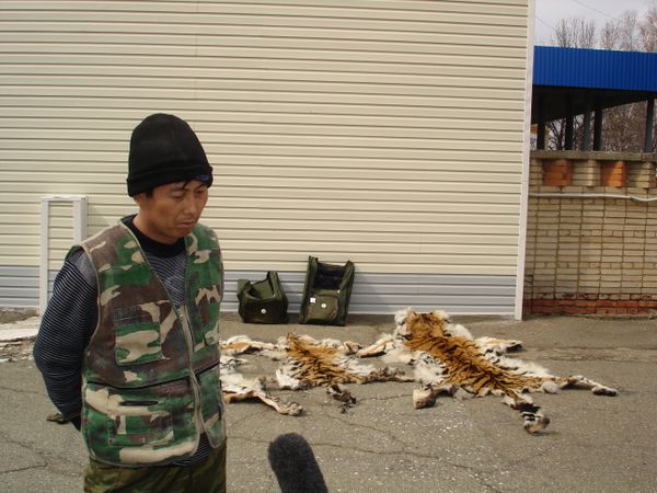 WWF Russia pushes to toughen laws against poachers - Sputnik International