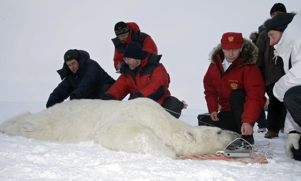 Putin put the satellite collar on a polar bear during a trip in April 2010 to Alexandra Land, one of the islands of the Franz Josef Land archipelago in Russia's far north - Sputnik International