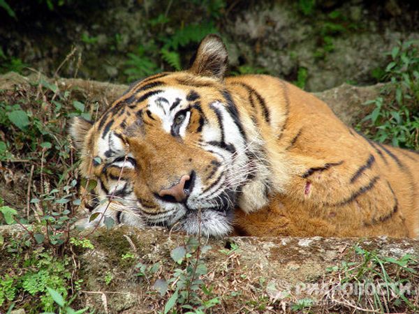 Under threat of extinction: rare and unusual tigers Under threat of extinction: rare and unusual tigers - Sputnik International