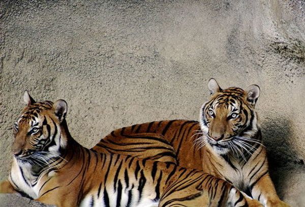 Under threat of extinction: rare and unusual tigers Under threat of extinction: rare and unusual tigers - Sputnik International