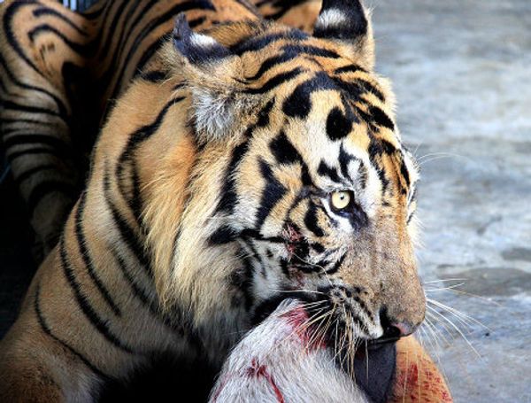 Under threat of extinction: rare and unusual tigers Under threat of extinction: rare and unusual tigers - Sputnik International