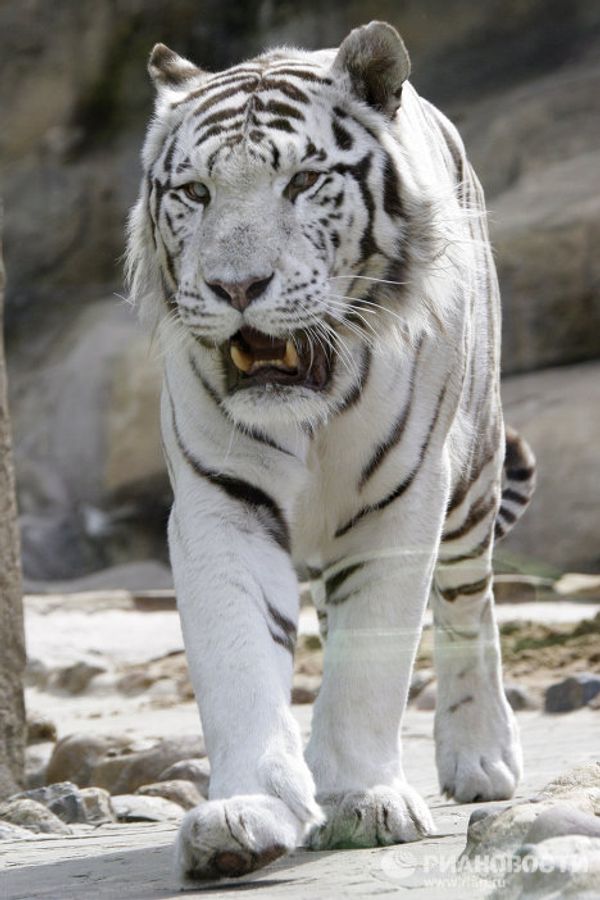 Under threat of extinction: rare and unusual tigers Under threat of extinction: rare and unusual tigers - Sputnik International