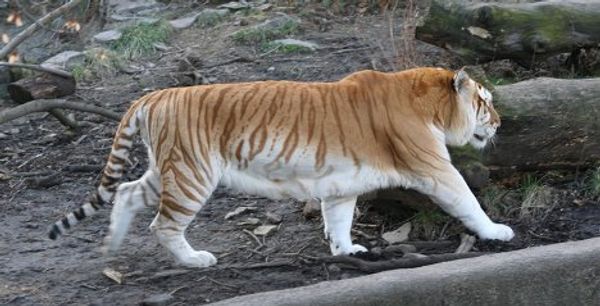 Under threat of extinction: rare and unusual tigers Under threat of extinction: rare and unusual tigers - Sputnik International