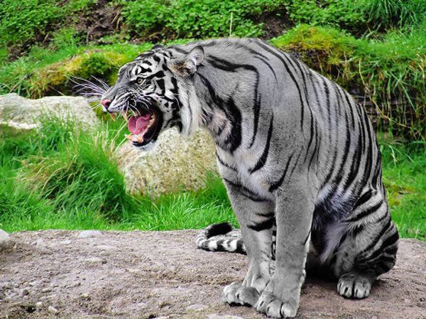 Under threat of extinction: rare and unusual tigers Under threat of extinction: rare and unusual tigers - Sputnik International