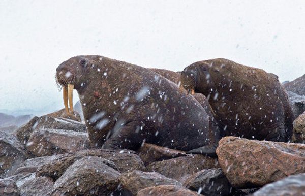 Chukotka, the place to see Russia’s first dawn - Sputnik International