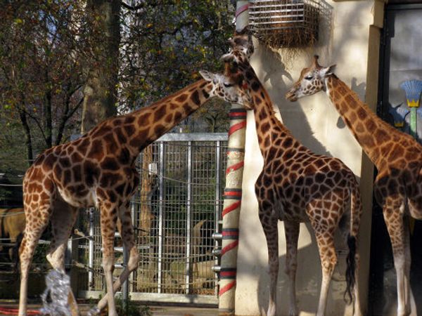 Europe’s oldest zoo in downtown Antwerp - Sputnik International
