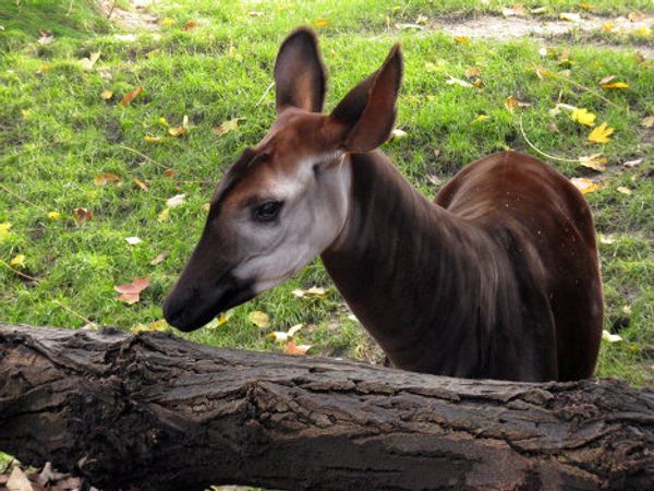 Europe’s oldest zoo in downtown Antwerp - Sputnik International