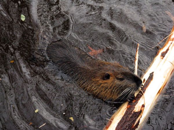 Europe’s oldest zoo in downtown Antwerp - Sputnik International