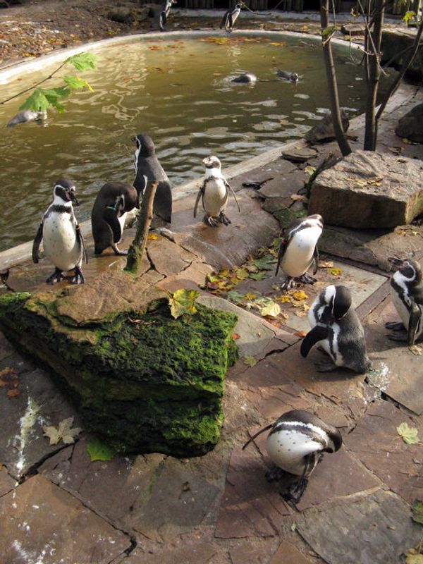 Europe’s oldest zoo in downtown Antwerp - Sputnik International